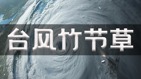 2025年第8号台风竹节草