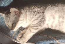 女子猫咖虐死4猫或将面临刑事处罚
